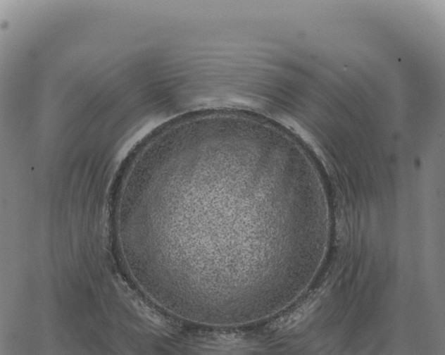 X0000063480975200601271650