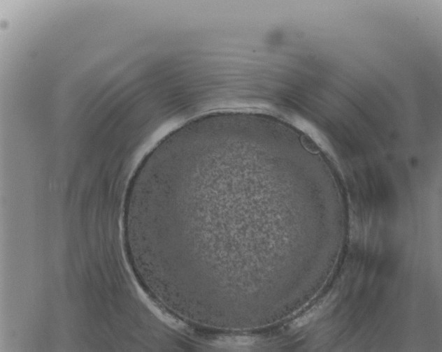 X0000063481237200601271646