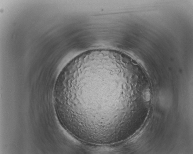 X0000063481239200601271646