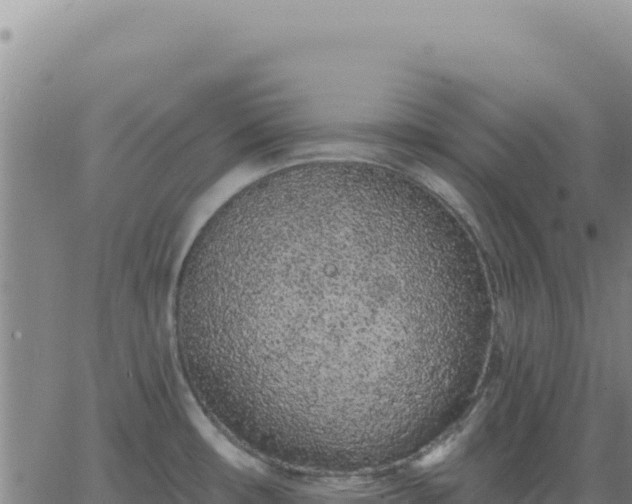 X0000063481482200601271642