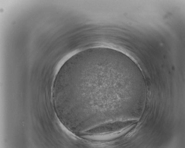 X0000063481535200601271642