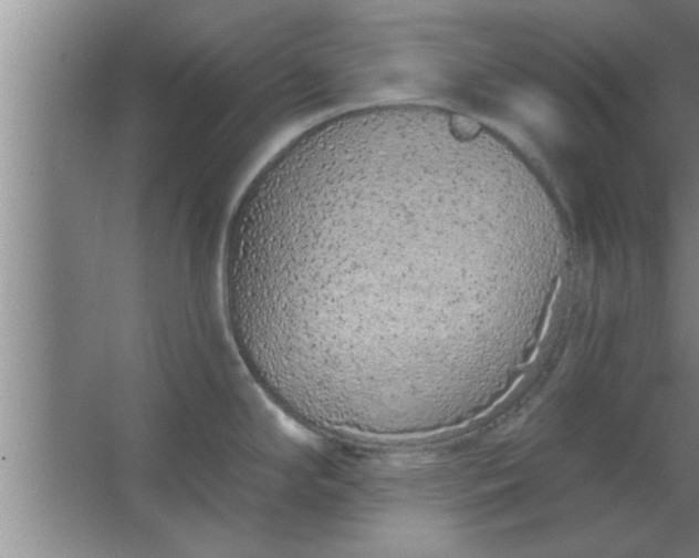 X0000063481294200602031916