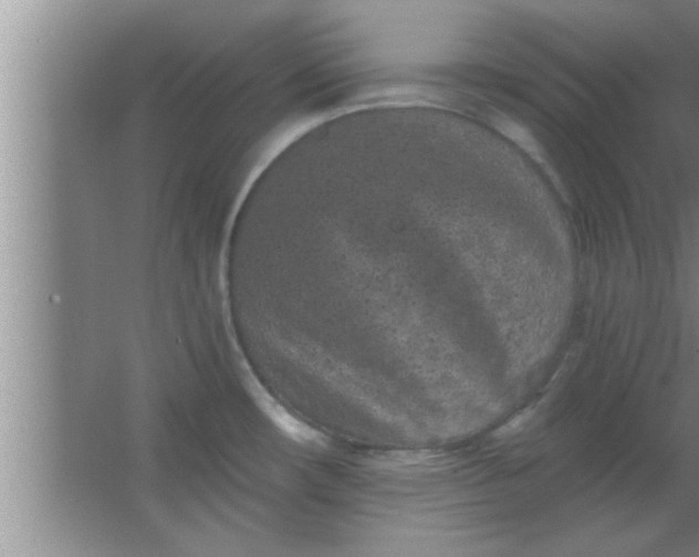 X0000063481482200602031913