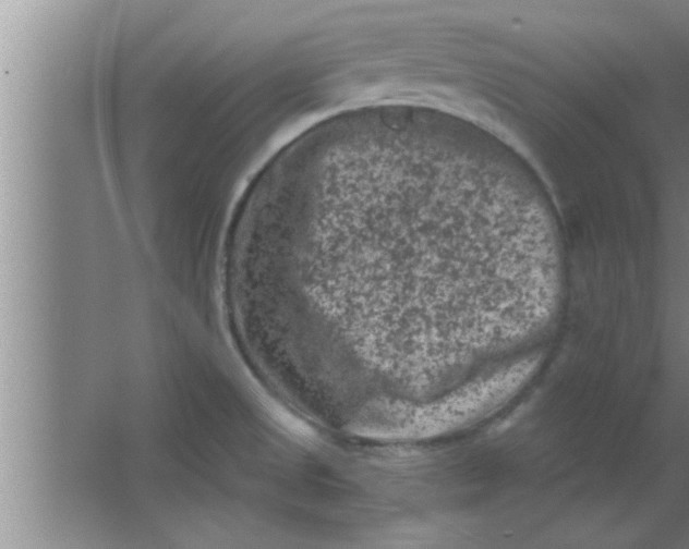 X0000063481525200602031912