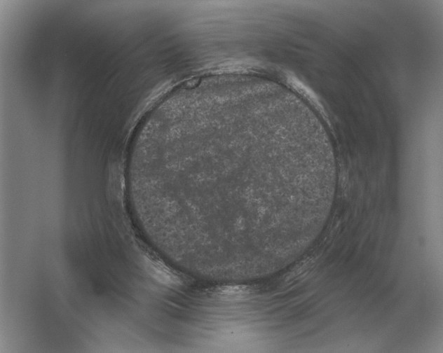 X0000063480059200602101817