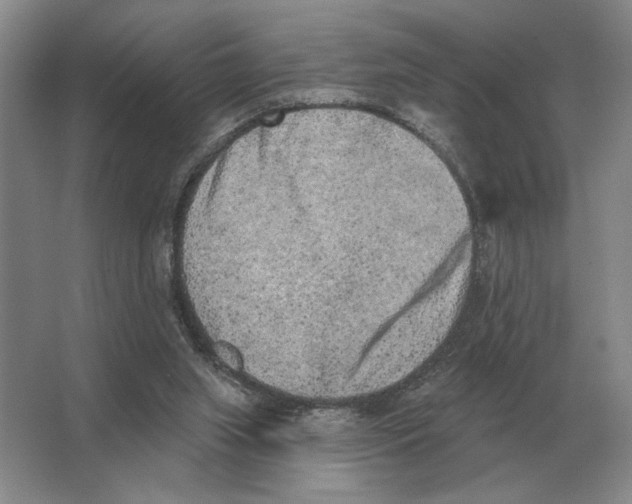 X0000063480063200602101817