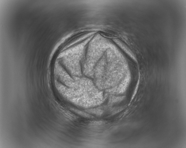 X0000063480342200602101812