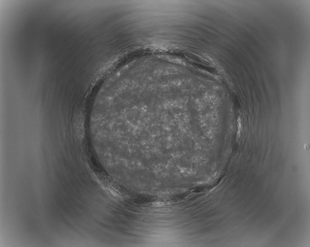 X0000063480496200602101810
