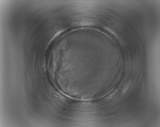 X0000063481306200602101756
