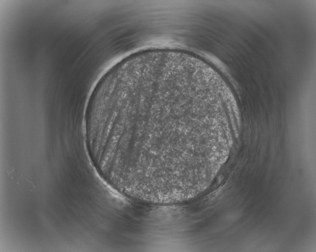 X0000063481335200602101756