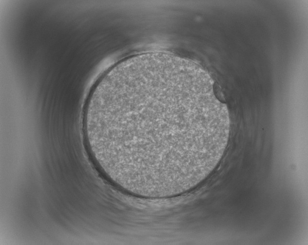 X0000063480006200602172036