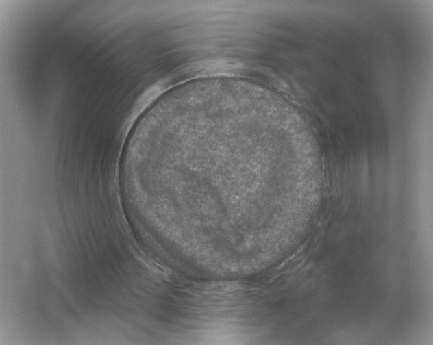 X0000063480099200602172034