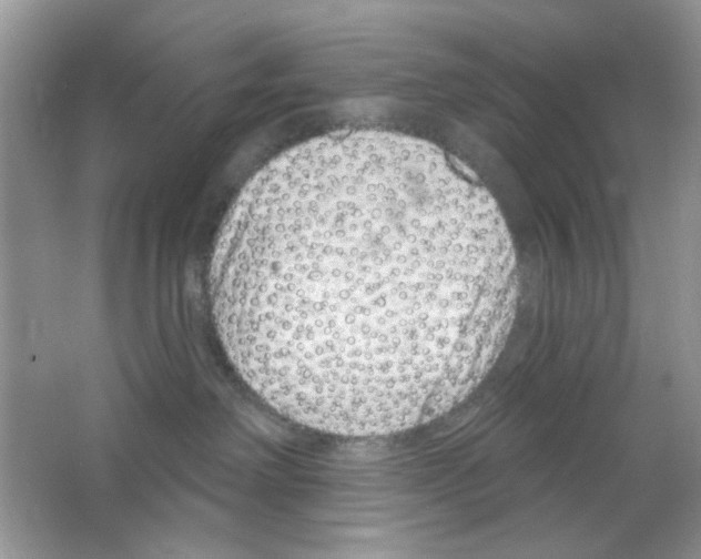 X0000063480238200602172032
