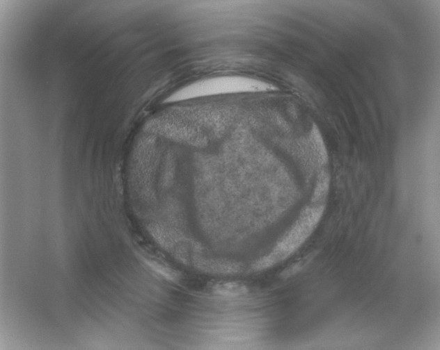 X0000063480258200602172031