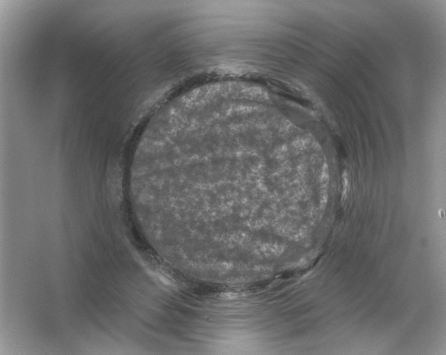 X0000063480496200602172027