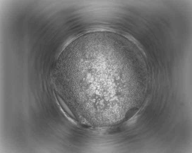 X0000063481385200602172011