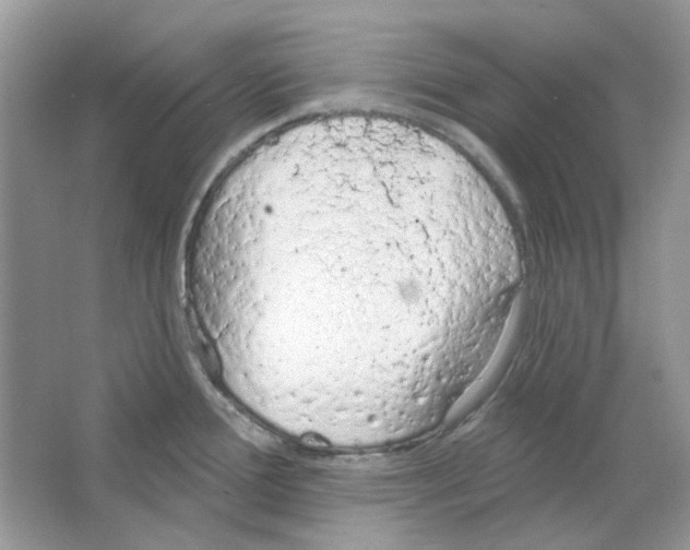 X0000063481388200602172011
