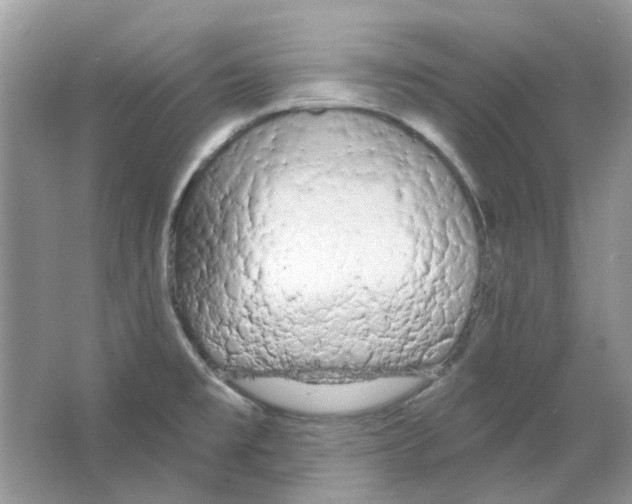 X0000063481477200602172009