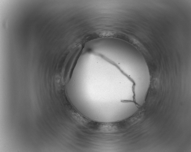 X0000063490521200602031955