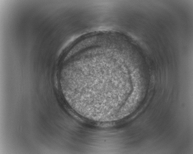 X0000063491262200602101824