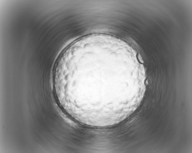 X0000063491036200602172045