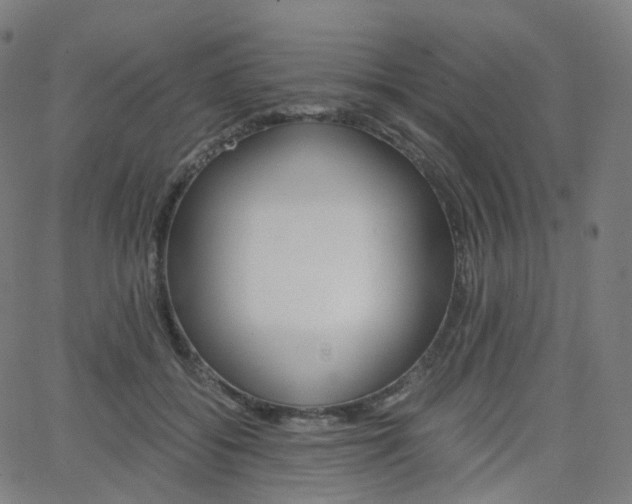 X0000063500556200601201029