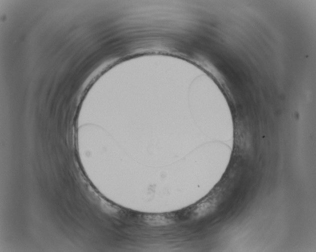 X0000063500807200601201025