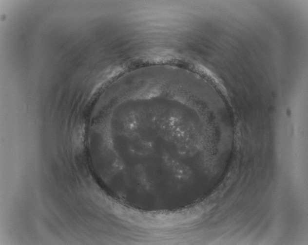 X0000063500018200601231448