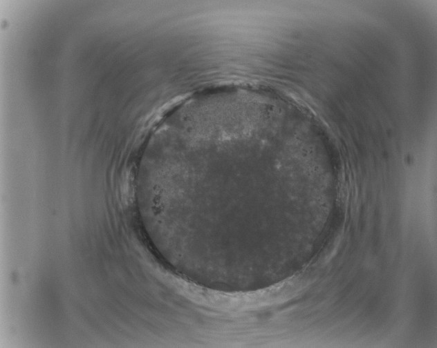 X0000063500043200601231448