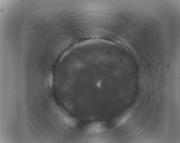 X0000063500076200601231448