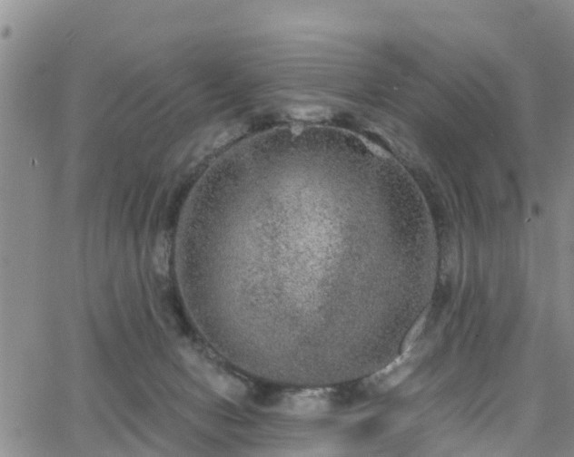 X0000063500078200601231448