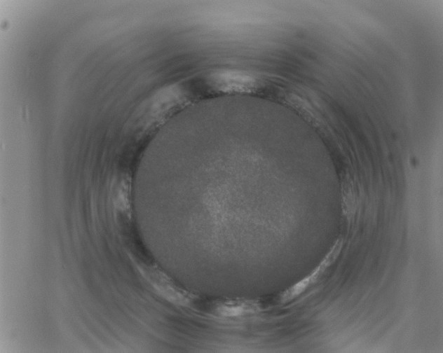 X0000063500175200601231446