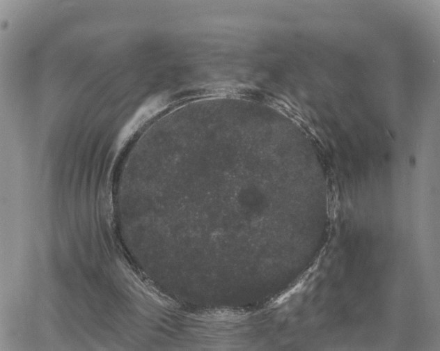 X0000063500198200601231445