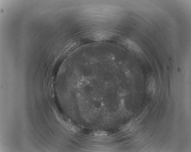 X0000063500214200601231445