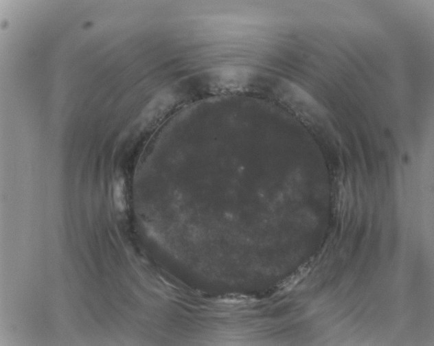 X0000063500224200601231445