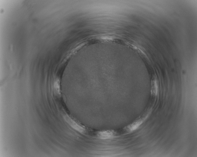 X0000063500238200601231445