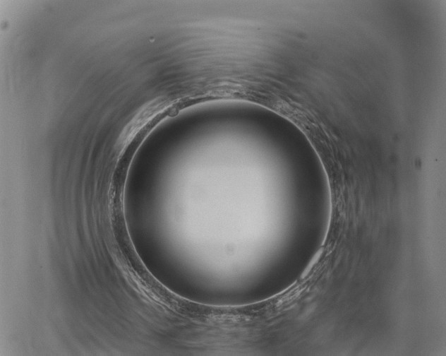 X0000063500242200601231444