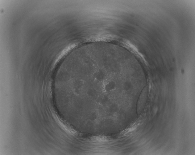 X0000063500250200601231444