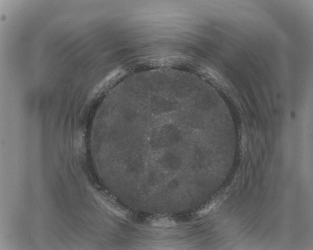 X0000063500258200601231444