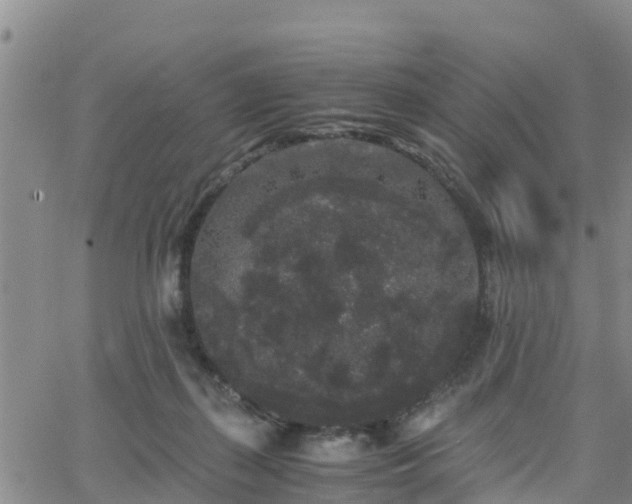 X0000063500267200601231444