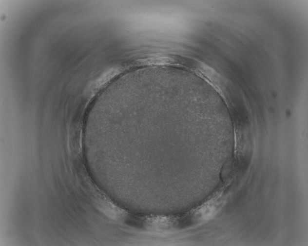 X0000063500301200601231444