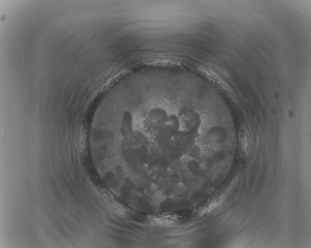 X0000063500359200601231443