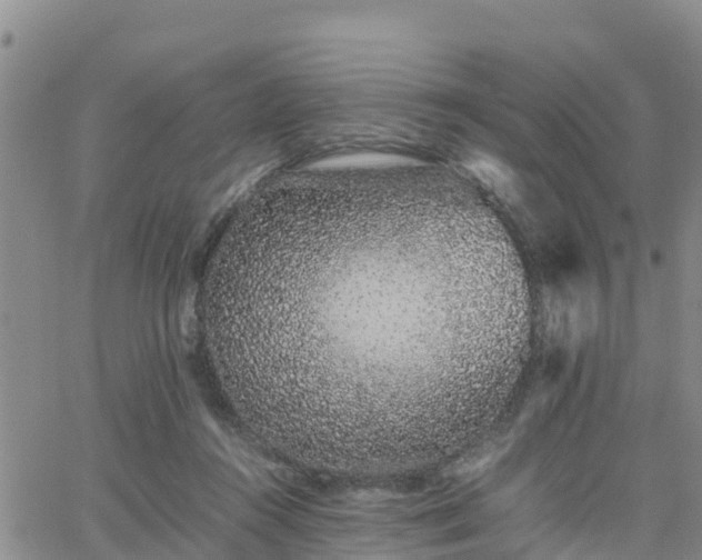 X0000063500360200601231443