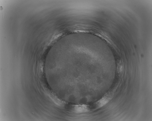 X0000063500363200601231443