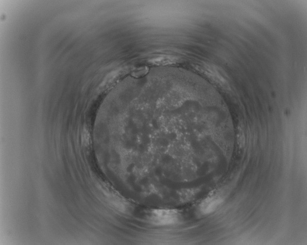 X0000063500371200601231443