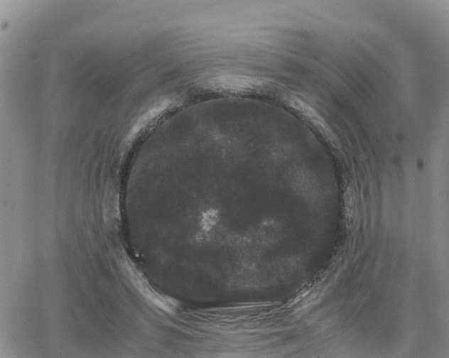 X0000063500399200601231442