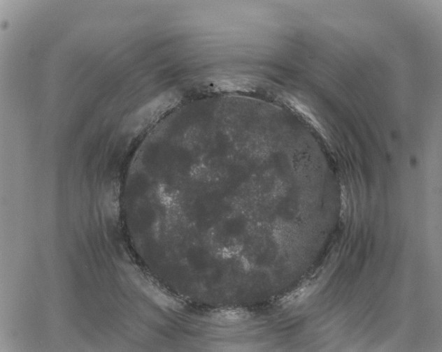 X0000063500402200601231442