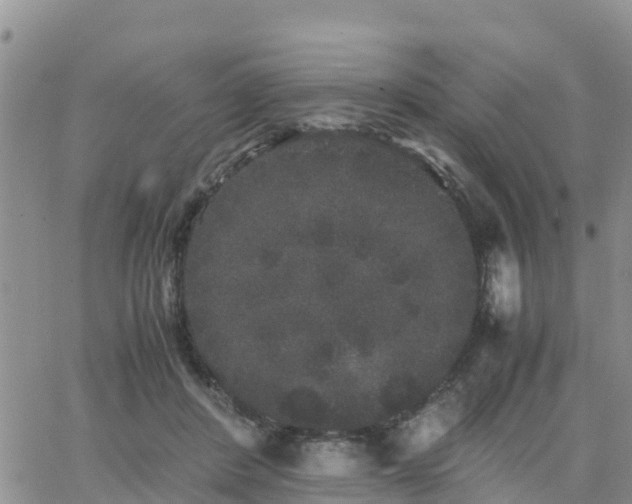 X0000063500408200601231442