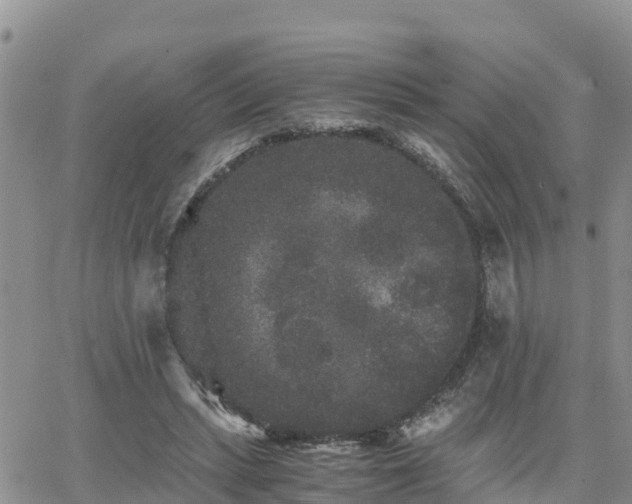 X0000063500447200601231441