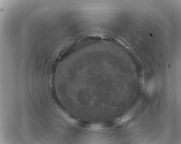 X0000063500462200601231441